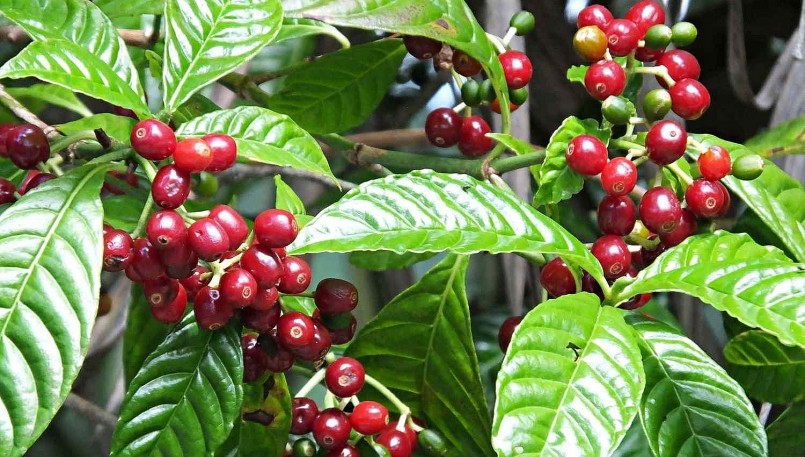 Giá nông sản hôm nay (13/6), cà phê giảm đồng loạt trên sàn kỳ hạn, trong đó, giá cà phê robusta giảm tiếp 0,81% về mức 2.706 USD/tấn. Giá nông sản hôm nay (13/6), cà phê giảm đồng loạt trên sàn kỳ hạn, trong đó, giá cà phê robusta giảm tiếp 0,81% về mức 2.706 USD/tấn.