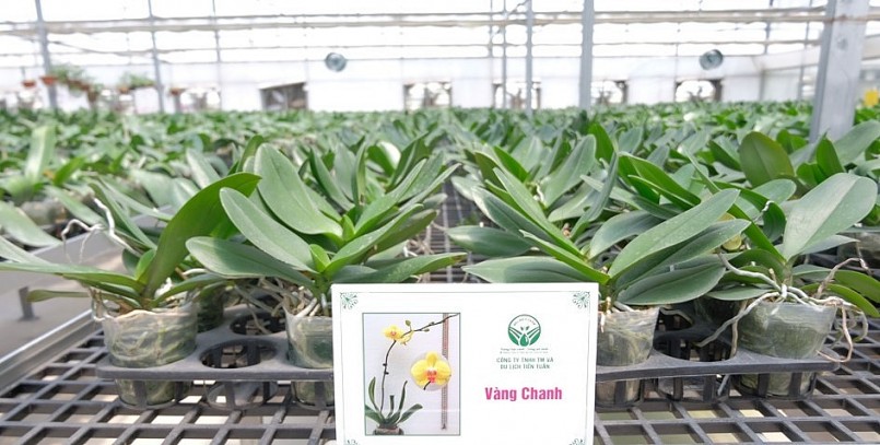 Các công đoạn như tưới nước, nhân giống, tạo thế hoa đều được thực hiện trong nhà màng với tiêu chuẩn cao để hoa phát triển và nở đúng dịp. Các công đoạn như tưới nước, nhân giống, tạo thế hoa đều được thực hiện trong nhà màng với tiêu chuẩn cao để hoa phát triển và nở đúng dịp.