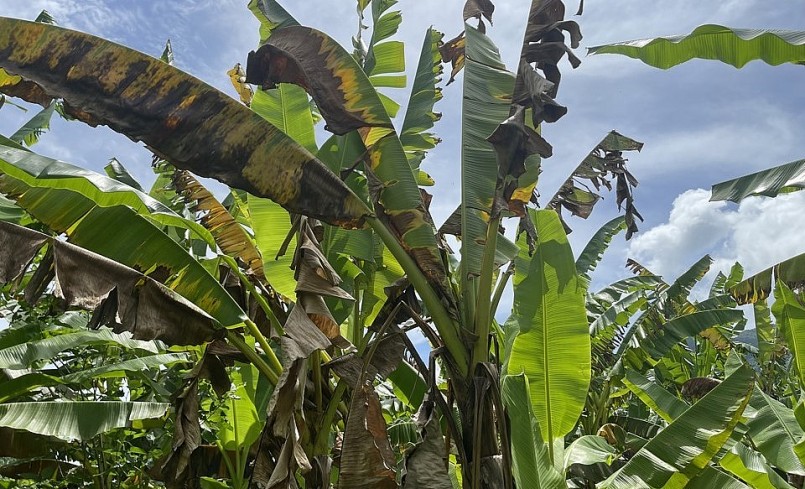 Những cây chuối sắp ra buồng bỗng bị vàng lá rồi chết.