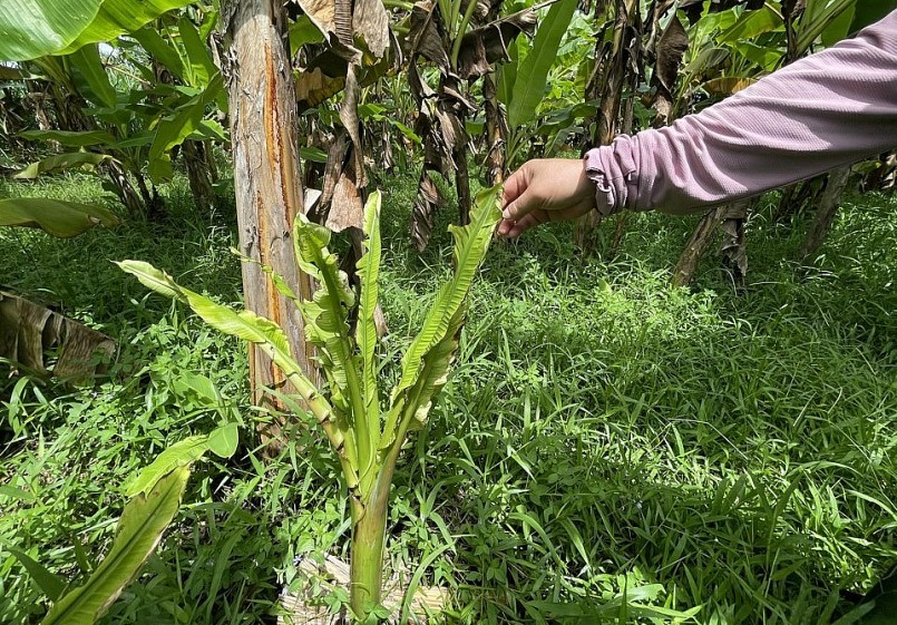 Những cây chuối con cũng bị nhiễm bệnh.