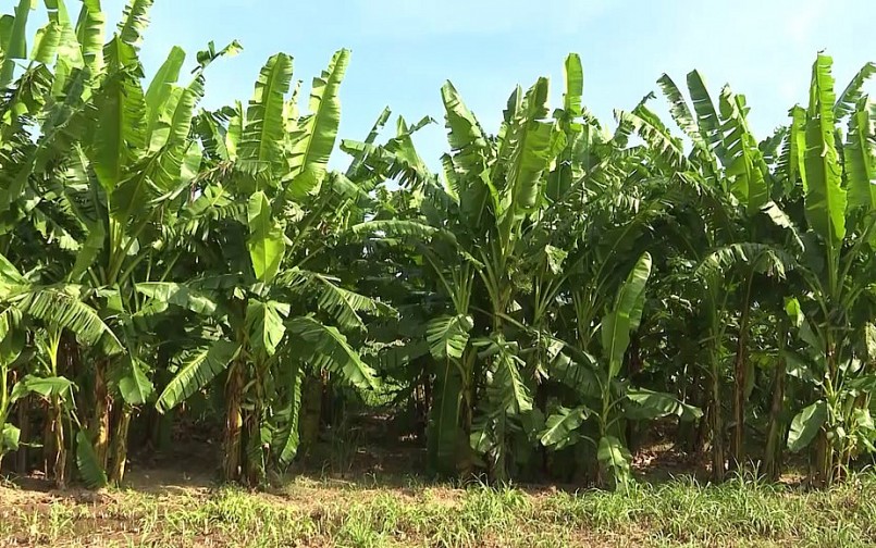 Chuối ngự là cây trồng chủ lực của xã Hành Tín Đông chưa có cây trồng nào thay thế được.