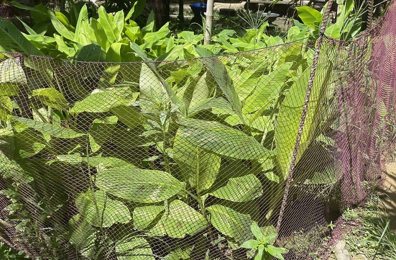 Chuối cấy mô của nhà ông Trương Tín chuẩn bị được trồng thử nghiệm.