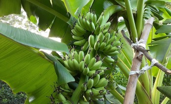 Bệnh lạ khiến chuối khô rạc, cây non cũng chết, nguy cơ xóa sổ thủ phủ chuối "tiến Vua"