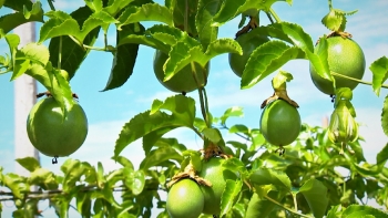 Chanh dây giá xuống đáy còn nhiễm dịch bệnh, nhà vườn có nguy cơ trắng tay