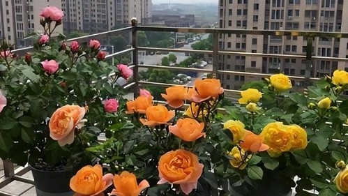 Trồng hoa áp dụng 5 “khẩu quyết” này, làm đúng chồi non mọc lên tua tủa, hoa nở rực rỡ