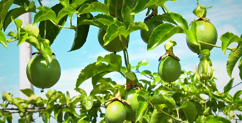 Giá chanh dây tại Tây Nguyên liên tục giảm sâu khiến người trồng chanh thua lỗ. Giá chanh dây tại Tây Nguyên liên tục giảm sâu khiến người trồng chanh thua lỗ.