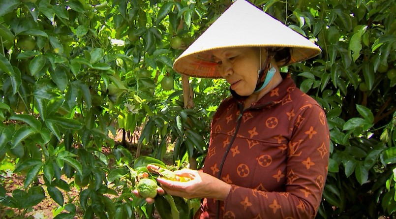 Một số nơi chanh dây xuất hiện dấu hiệu bệnh quắn lá, trái biến dạng, không đạt chuẩn. Một số nơi chanh dây xuất hiện dấu hiệu bệnh quắn lá, trái biến dạng, không đạt chuẩn.