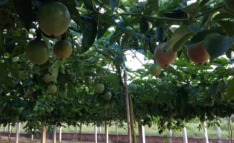 Nhiều người dân bỏ vốn và công sức mở rộng diện tích chanh dây giờ đối mặt với thua lỗ. Nhiều người dân bỏ vốn và công sức mở rộng diện tích chanh dây giờ đối mặt với thua lỗ.