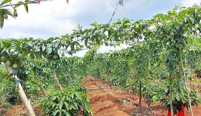 Những diện tích chanh dây được trồng ồ ạt trong vườn cà phê. Những diện tích chanh dây được trồng ồ ạt trong vườn cà phê.