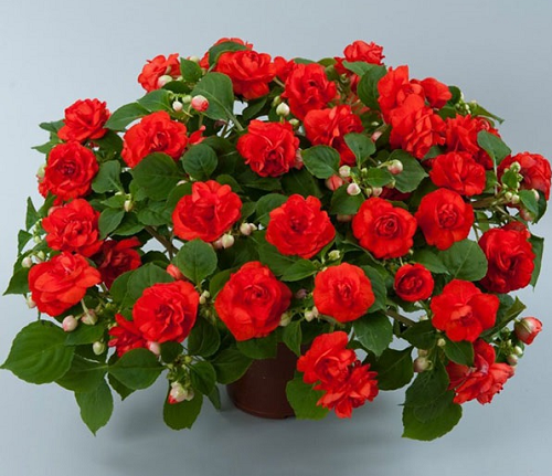 Trồng hoa đều có chung 5 “khẩu quyết” này, làm đúng chồi non mọc lên tua tủa, hoa nở rực rỡ