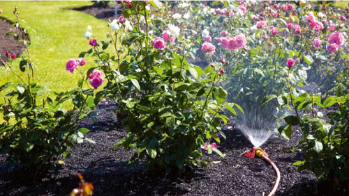 Trồng hoa đều có chung 5 “khẩu quyết” này, làm đúng chồi non mọc lên tua tủa, hoa nở rực rỡ