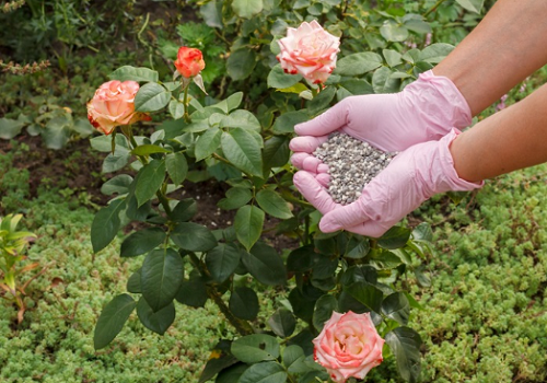 Trồng hoa đều có chung 5 “khẩu quyết” này, làm đúng chồi non mọc lên tua tủa, hoa nở rực rỡ