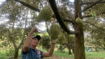 Vụ thu hoạch sầu riêng thất bại lộ rõ bất lợi của Trung Quốc, giá sầu riêng liệu có bật tăng?