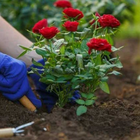 Trồng hoa đều có chung 5 “khẩu quyết” này, làm đúng chồi non mọc lên tua tủa, hoa nở rực rỡ