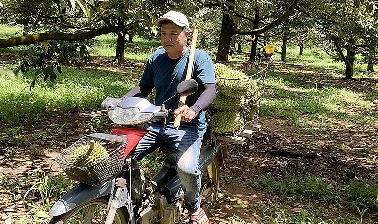 Miền Đông Nam Bộ đang bước vào vụ thu hoạc sầu riêng giá ổn định.