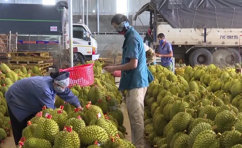 Những ngày cuối tháng 5 đầu tháng 6 xuất khẩu sầu riêng sang Trung Quốc tăng vọt.