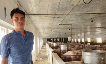 Giá lợn tăng cao vì sao chủ trại lợn vẫn than trời, ngày đêm cạnh chừng sợ... lợn chết?