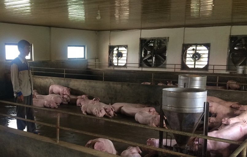 Ông Nguyễn Văn Mừng (hộ nuôi lợn xã xã Đông Đô, huyện Hưng Hà, Thái Bình) mệt mỏi vì ngày đêm túc trực trong trại lợn phòng cắt điện. 