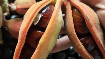 Thứ hạt rừng vàng óng như nghệ, đã ngon lại rẻ khiến “vạn người mê”