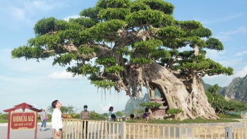 Bí ẩn về cây sanh triệu đô ở chùa Tam Chúc bảo vệ suốt ngày đêm lo người lạ trộm lá