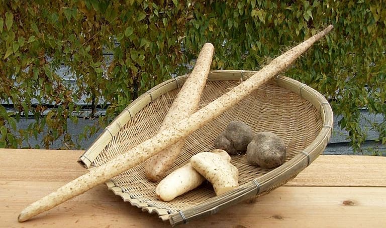 Củ mài trồng thì có năng suất hơn, nhưng không đậm vị như củ mài núi