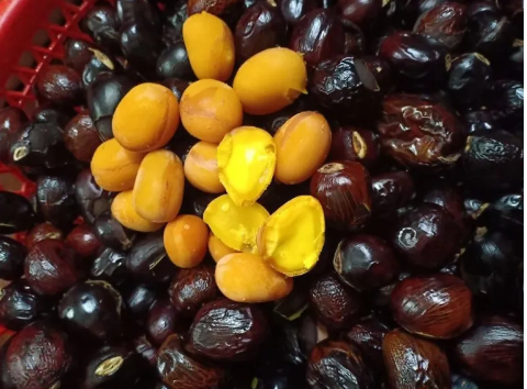 Hạt mề gà hấp dẫn bởimàu vàng óng như lòng đỏ trứng 