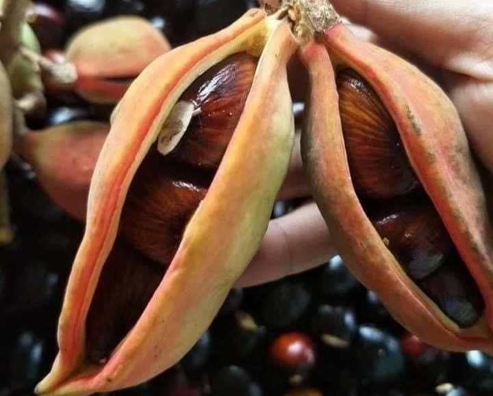 Hạt mề gà hay còn được gọi là hạt mắc lạng 