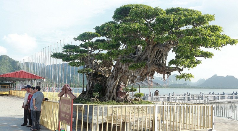 Rất nhiều du khách trước khi vào vãn cảnh chùa phải dừng chân chụp ảnh, chiêm ngưỡng tác phẩm sanh cổ. Cây được nhân viên bảo vệ trông coi 24/24 và có một hàng rào sắt bao quanh.