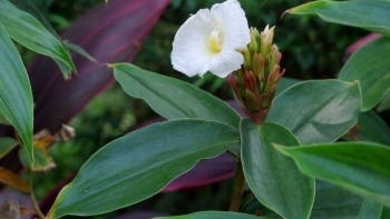 Tác dụng ít người biết của cây mía dò