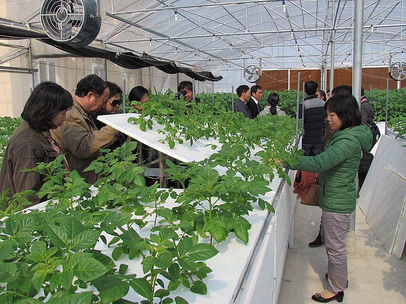 mô hình sản xuất khoai tây khí canh tại Trung tâm Ứng dụng TBKHCN (nay là Trung tâm Ứng dụng, dịch vụ KHCN)