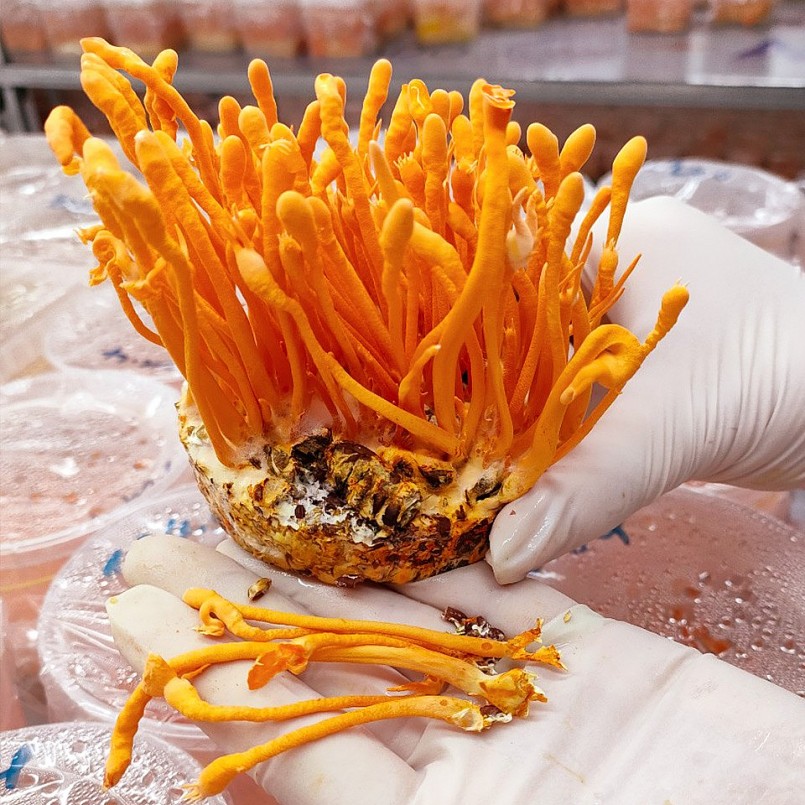 Mô hình sản xuất giống, nuôi trồng và chế biến nấm đông trùng hạ thảo của Trung tâm ứng dụng, dịch vụ khoa học và công nghệ thuộc Sở Khoa học và Công nghệ tỉnh Nam Định.