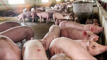 Giá heo hơi hôm nay 14/6: Tăng đồng loạt, nhu cầu cao có đẩy giá heo hơi lên ngưỡng mới?