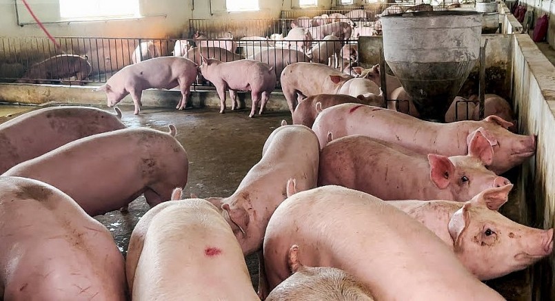 Giá heo hơi hôm nay (14/6), tăng đồng loạt mức cao nhất 2.000 đồng/kg. 