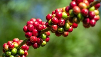 Giá nông sản hôm nay 14/6: Cà phê tăng hướng tới mốc 65.000 đồng/kg, hồ tiêu tăng vọt lên mức 73.500 đồng/kg