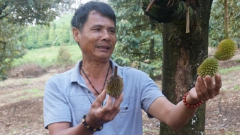 Sầu riêng trái non rụng như sung, hiện tượng lạ chưa từng có khiến nhà vườn Đắk Nông bất lực