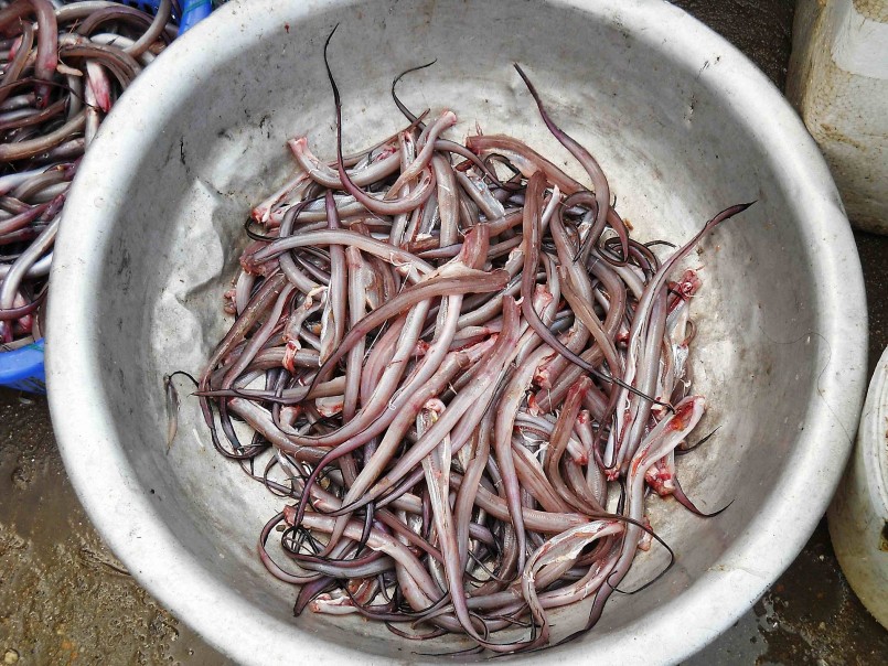 Cá đét được làm sạch để chế biến