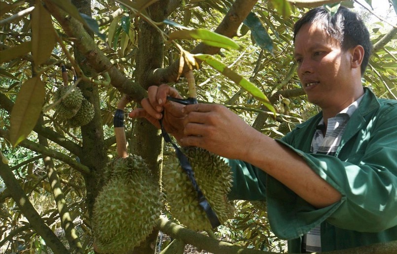 Ông Cường chăm sóc những trái sầu riêng còn sót lại trong nỗi lo lắng một vụ thất thu.