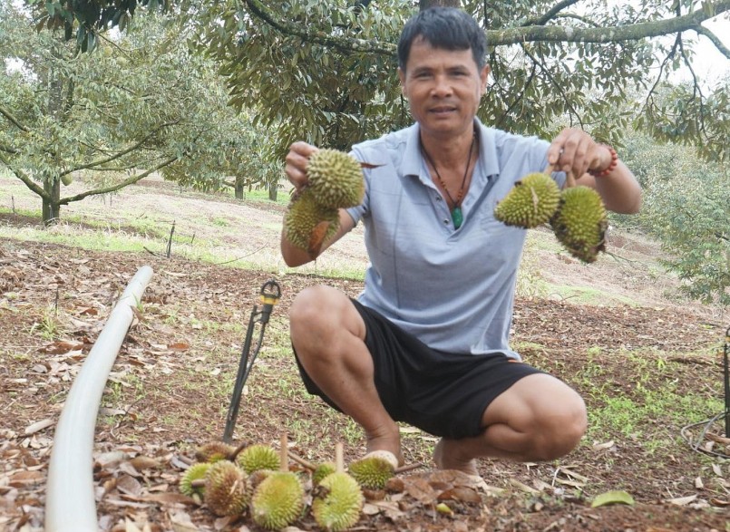 Vườn sầu riêng của ông Giang rụng quả non rất nhiều.