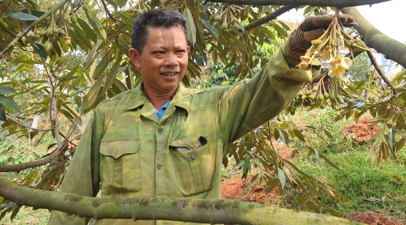Vườn sầu riêng Musang King của ông Lầu A Ửng, thôn Phú Xuân, xã Đắk Nia (Gia Nghĩa) được chăm sóc đúng kỹ thuật nên tỷ lệ ra hoa cao.