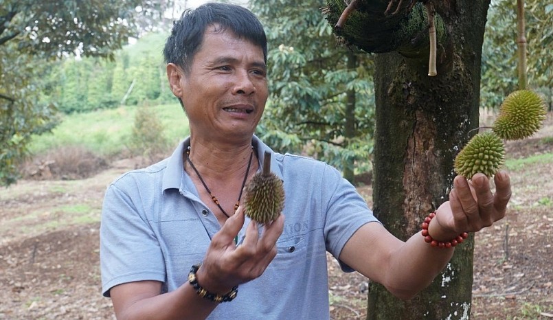 Hiện tượng sầu riêng non rụng khiến nhà vườn ở Đắk Nông lo lắng.