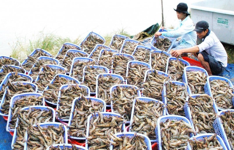 Những khó khăn của ngành Tôm cũng là nguyên nhân dẫn tới xuất khẩu thủy sản giảm sút từ đầu năm tới nay.