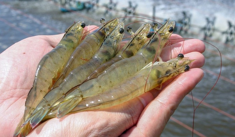 Tôm là mặt hàng bị sụt giảm mạnh nhất, giảm 34% so với cùng kỳ năm ngoái, đạt 1,2 tỷ USD. 