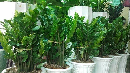 Trồng cây kim tiền mùa hè càng “lười” làm 3 việc này, cây càng xanh tốt, lá sáng bóng như bôi mỡ