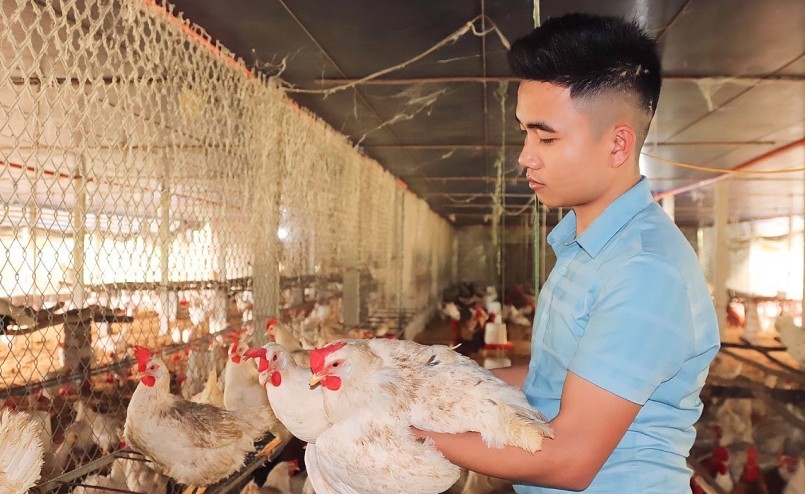 Nguyễn Hữu Hiếu từ nợ nần đã trở thành chủ tràn trại gà thu tiền tỷ mỗi năm.