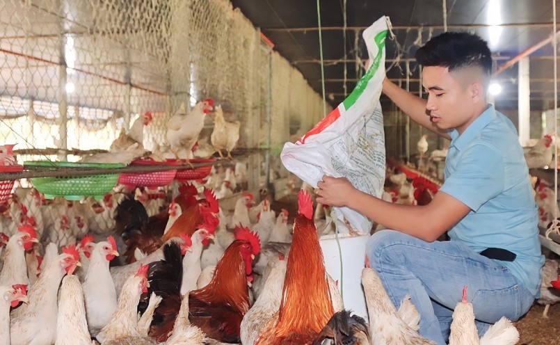 Anh hiếu đã đúc kết các biện pháp kỹ thuật để nuôi gà hiệu quả.