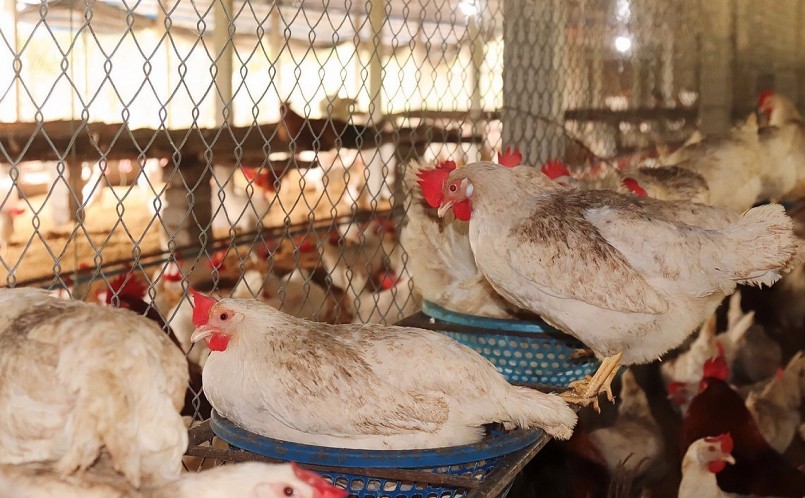 Hiện trang trại của anh Hiếu thu 3.000 quả trứng mỗi ngày.