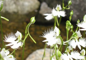 Tác dụng hữu ích của cây kiến cò