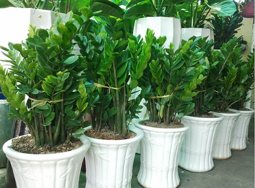 Trồng cây kim tiền mùa hè càng “lười” làm 3 việc này, cây càng xanh tốt, lá sáng bóng như bôi mỡ