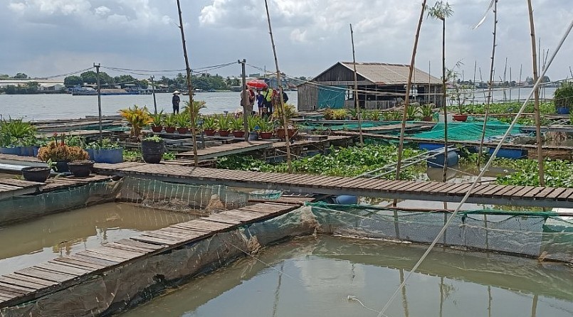 Ông Bảy Bon đang sở hữu 30 lồng bè nuôi cá cho doanh thu từ 5-7 tỷ đồng/năm.