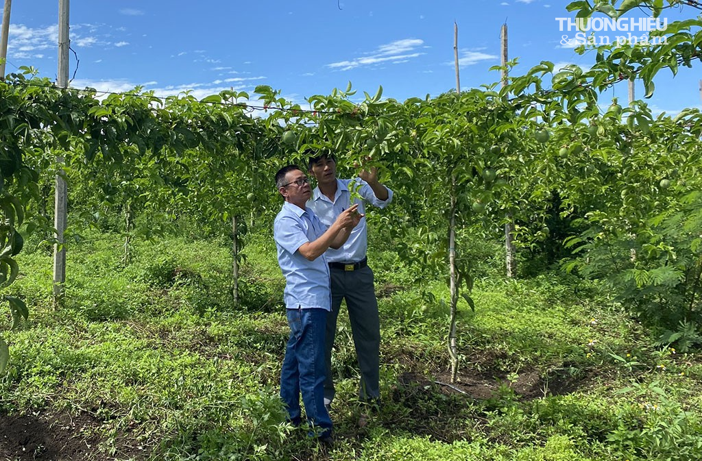 Muốn trồng chanh dây đạt hiệu quả tốt phải nắm vững kỹ thuật trồng, chăm sóc.